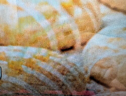 No Sugar Baker Orange Creamsicle Cookies